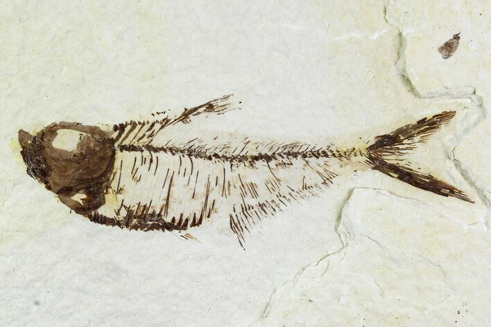 Bargain, Fossil Fish (Diplomystus) - Wyoming #111270